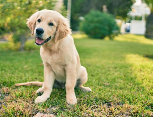 6 Rules to Remember When Socializing Your Puppy