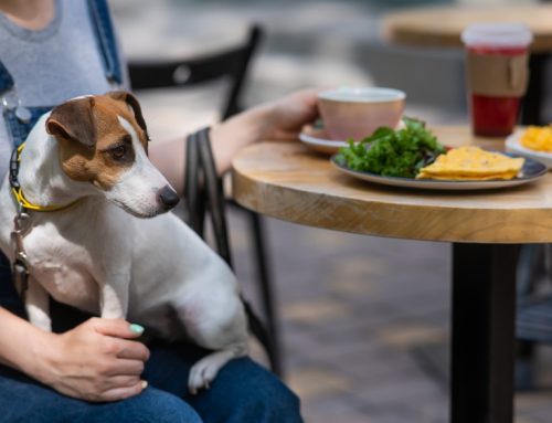 Fun Beyond Fetch: Innovative Enrichment Activities for Your Dog