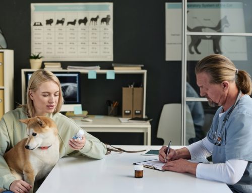 Next-Level Help: When to Consult a Veterinary Behaviorist