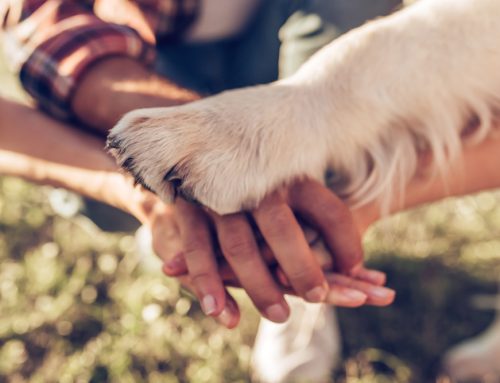 Choosing the Perfect Canine Companion: 9 Factors to Consider
